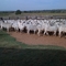 Fazenda - Brasilândia -MS