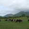 Vacas do Rio das Contas