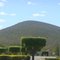 Trees and the Hill
