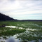 Tahwa Creek