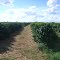 Cadastro de Compromisso Socioambiental - Fazenda Campo Aberto - Cadastrada desde 2011