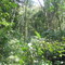 ilhabela jungle