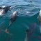 Dolphins in Ilhabela, Sao Paulo
