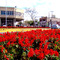Primavera