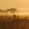 Dawn