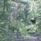 Mother Black Bear on Trail