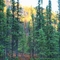 Spruce trees with aspen background