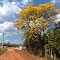 Ipê amarelo-Araçoiaba da Serra-SP