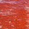 Rojo Canaima