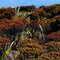 Brasil/Venezuela - Serra do Sol/Vegetação endêmica no platô - TaylorNunes