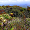 Brasil/Venezuela - Serra do Sol/Vegetação endêmica no platô - TaylorNunes