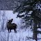 2012 02 04 Fairbanks Moose