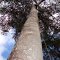 jatobá - The biggest tree