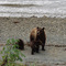 Mama Bear and cubs