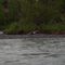 Eagle with Salmon