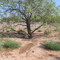 Belbe mesquite that I did transplanted in Mesquite Power Plant