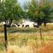 Deer in Indian Valley