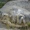 Exposed travertine. "Shaggy Dog Rock"