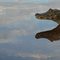 Pantanal Caiman