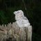 Filhote de urutau (Nyctibius griseus)