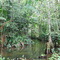 Igarapé na Estrada de Taiaçuí - Benevides - Pará