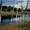 Trees in ranch pond