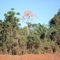 Aspecto de floresta nativa em zona ciliar, com destaque para predominância de espécies mais baixas com palmeiras - Guarantã do Norte - MT