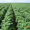 GS COTTON