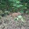 capivara na beira do barranco ao lado do rio tiete