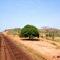 BELA ÁRVORE PÉ DE AZEITONA AS MARGENS DA FERROVIA CARAJÁS - MA BRASIL KM - 492