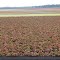 caladium fields