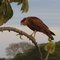 Pantanal Bird of Prey