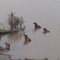Capybaras