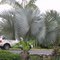 BLUE PALM.