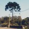 Araucária em Parelheiros