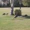 Wild Turkeys