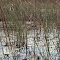 Nesting Sandhill Crane