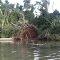 Rio Paranapanema "Cambara"