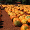 Burts Pumpkin Farm