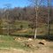 Kangaroos
