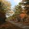 Road in Dawson Forest WMA