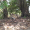 Jaguar at the bank of Rio Cuiabá, Brasilien, Mato Grosso, Pantanal