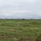 Comme un petit air de camargue