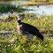 Southern Screamer (Chauna torquata)