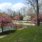 Flowering Spring Trees in Glen Miller Park