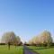 Spring Trees in Bloom