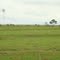Fazenda do Noel- Quirinópolis-GO