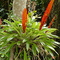 Bromélia, Vriesia ensiformis (Vell.) Beer, da família Bromeliaceae,  em Shangrilá - Pontal do Paraná - PR - Paraná - Brasil