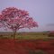 Florada do Ipê-Roxo