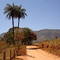 Brumadinho - Suzana